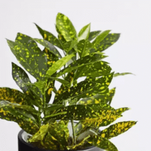 Pata Bahar, Croton Fresh Organic Flower Plant, Codiaeum Variegatum (Gold Dust, Small Leaves) - Fresh Organic Flower Plant