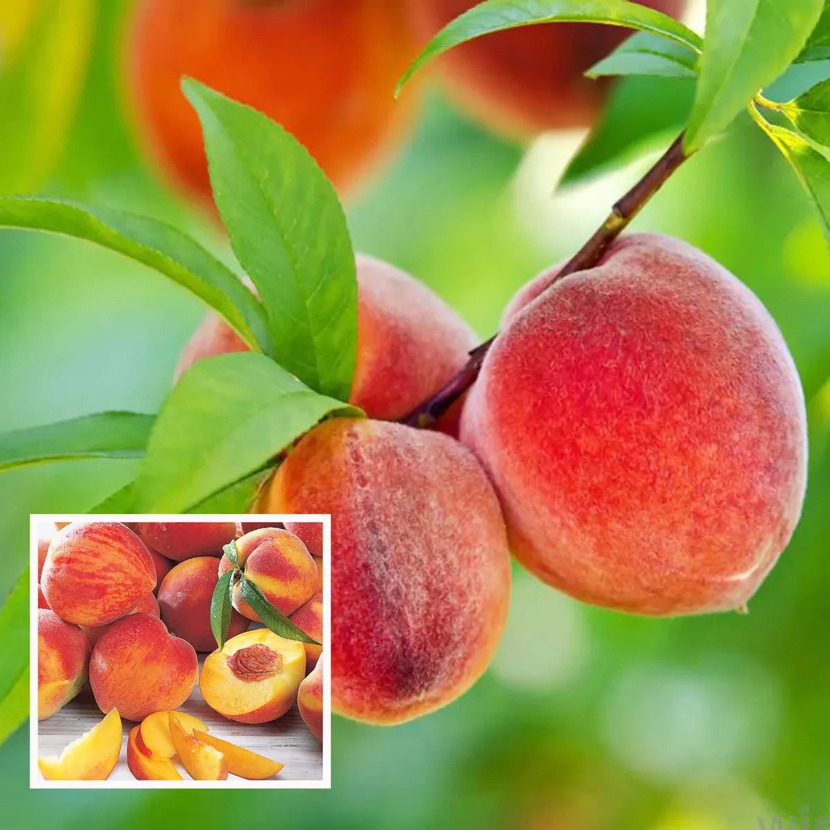 Shan E Punjab Peach Fruit Plant