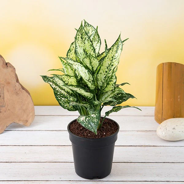 Aglaonema costatum, Chinese Evergreen (Green)