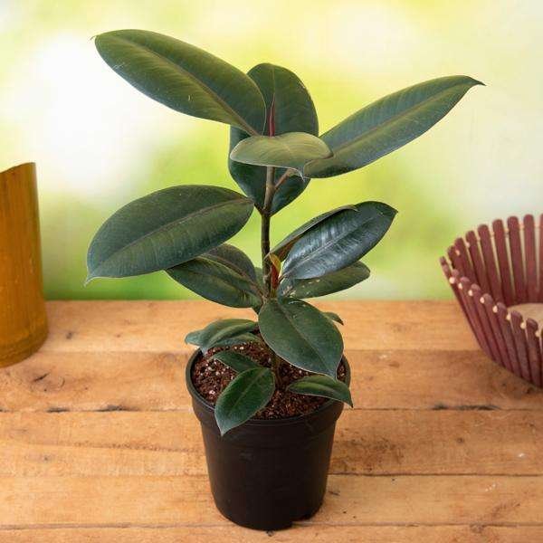Rubber Tree, Rubber Plant, Ficus elastica