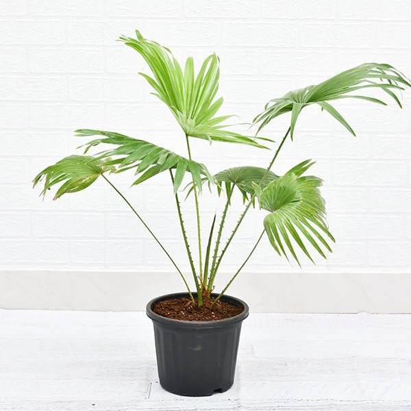Table palm, Umbrella Palm - Plant