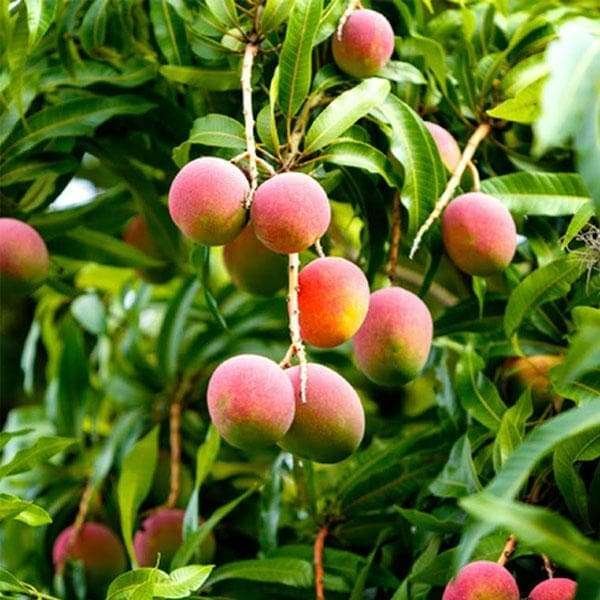 Pairi Mango Grafted Organic Fruit Plant