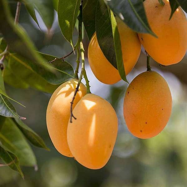 Chandigarh Mango Organic Fruit Plant