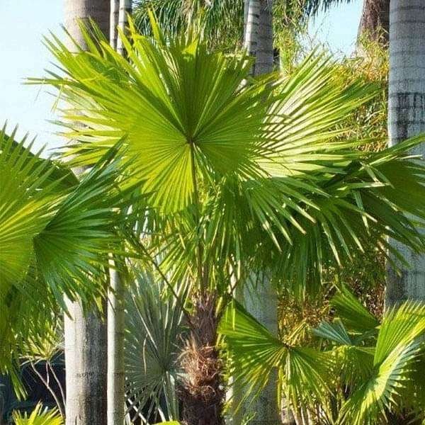 Livistona Jenkinsiana, Himalayan Fan Palm