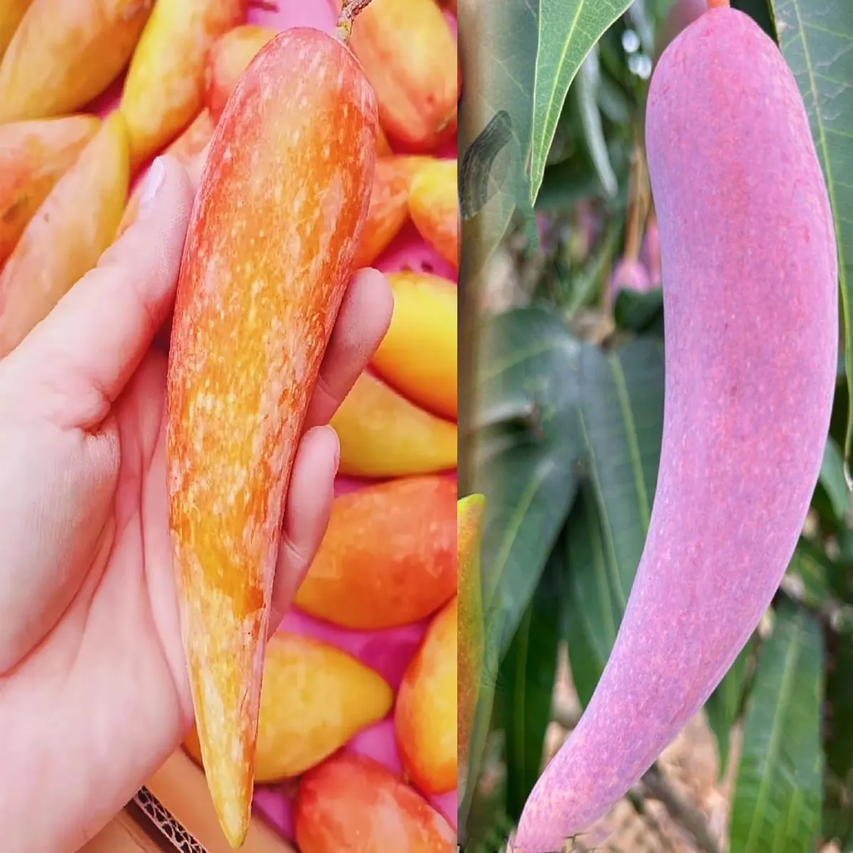 Chili Lajiao Mango Aam Grafted Fruit Live Plant