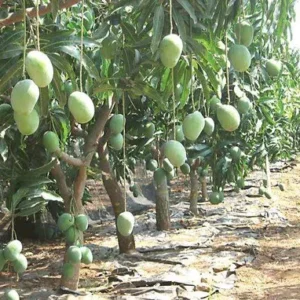Bombai Mango Grafted Live Plant