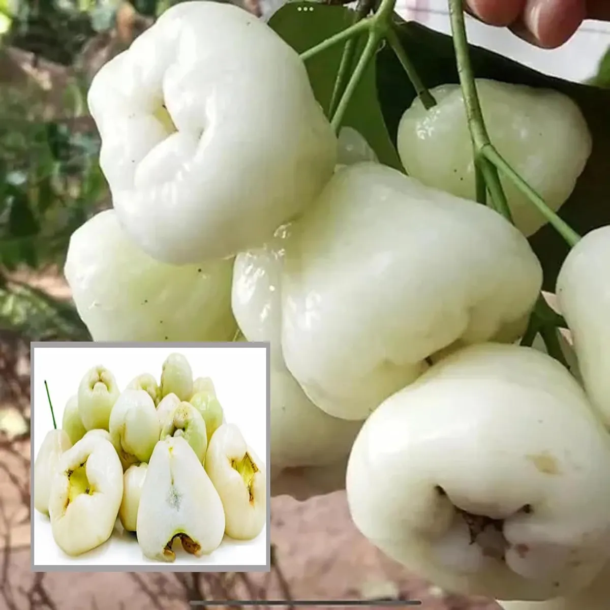 White Wax Apple Water Jamrul Chamba Layering/Grafted Fruit Live Plant