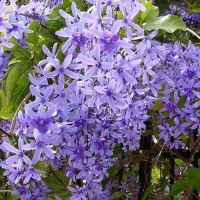Petrea Volubilis Fresh Organic Flower Plant / Nilmoni Lata Fresh Organic Flower Plant