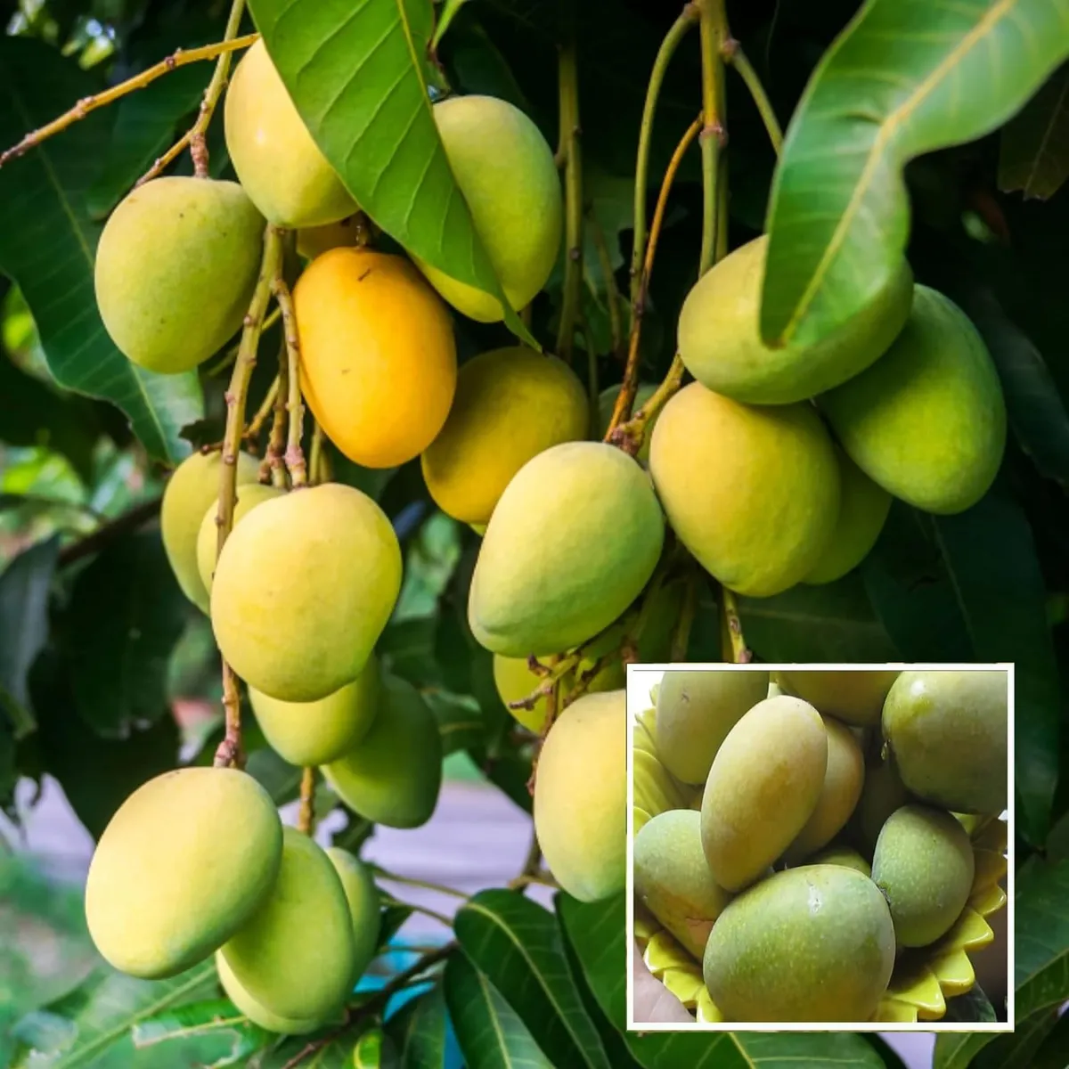 Jardalu Mango Aam Grafted Fruit Live Plant