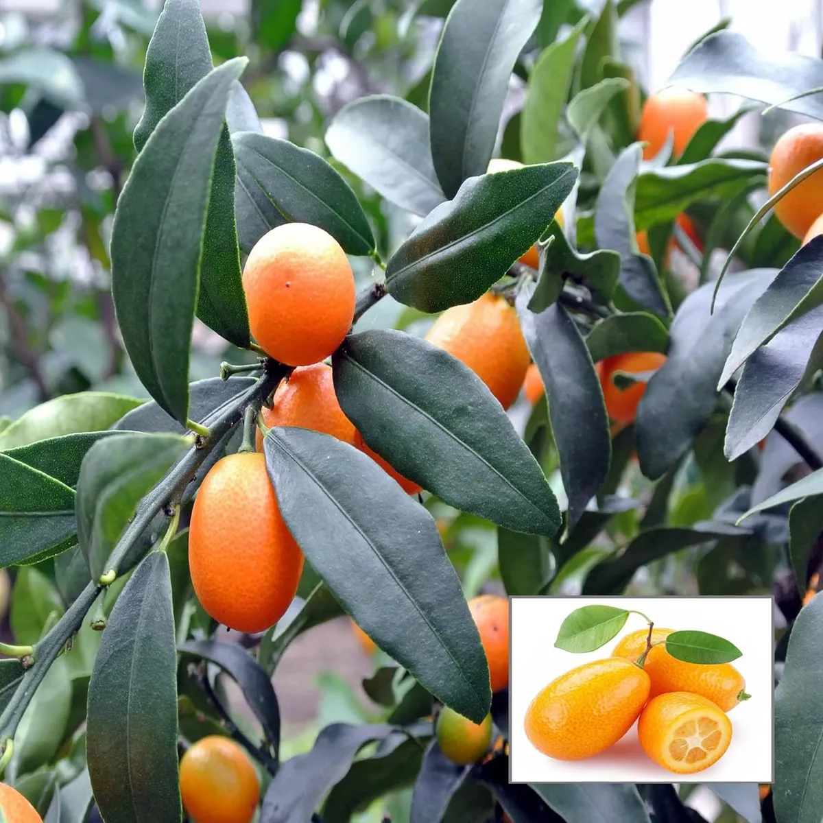 Nimbu Sweet Thai Kumquat Lemon Nimbu Grafted Fruit Live Plant