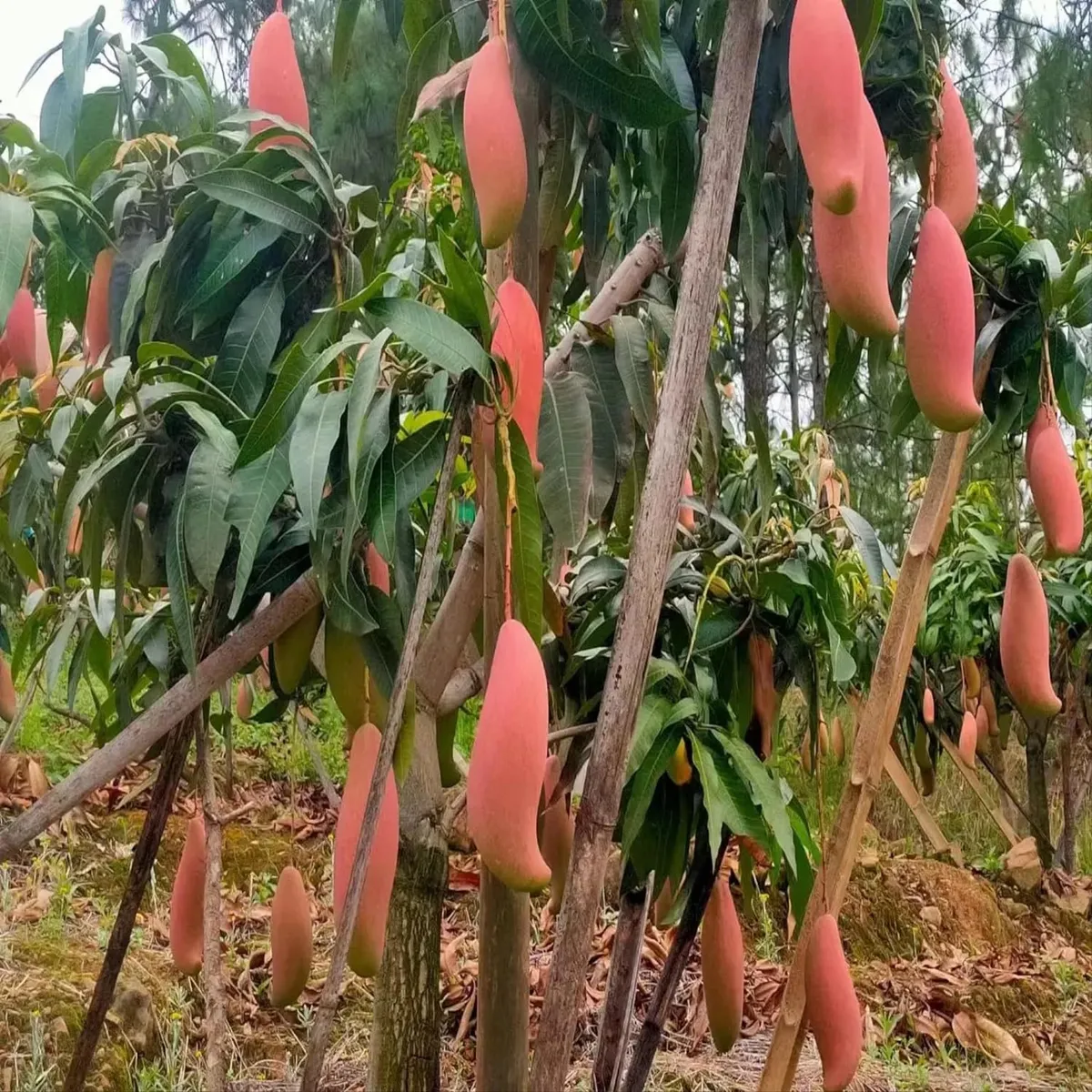 Red Ivory Mango Aam Grafted Fruit Live Plant - Image 3