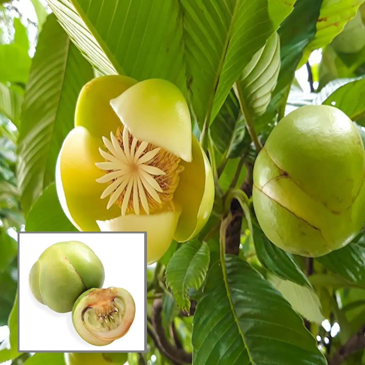 Elephant Apple Chalta Dillenia Indica Fruit Live Plant (1.5-3 Feet Height)