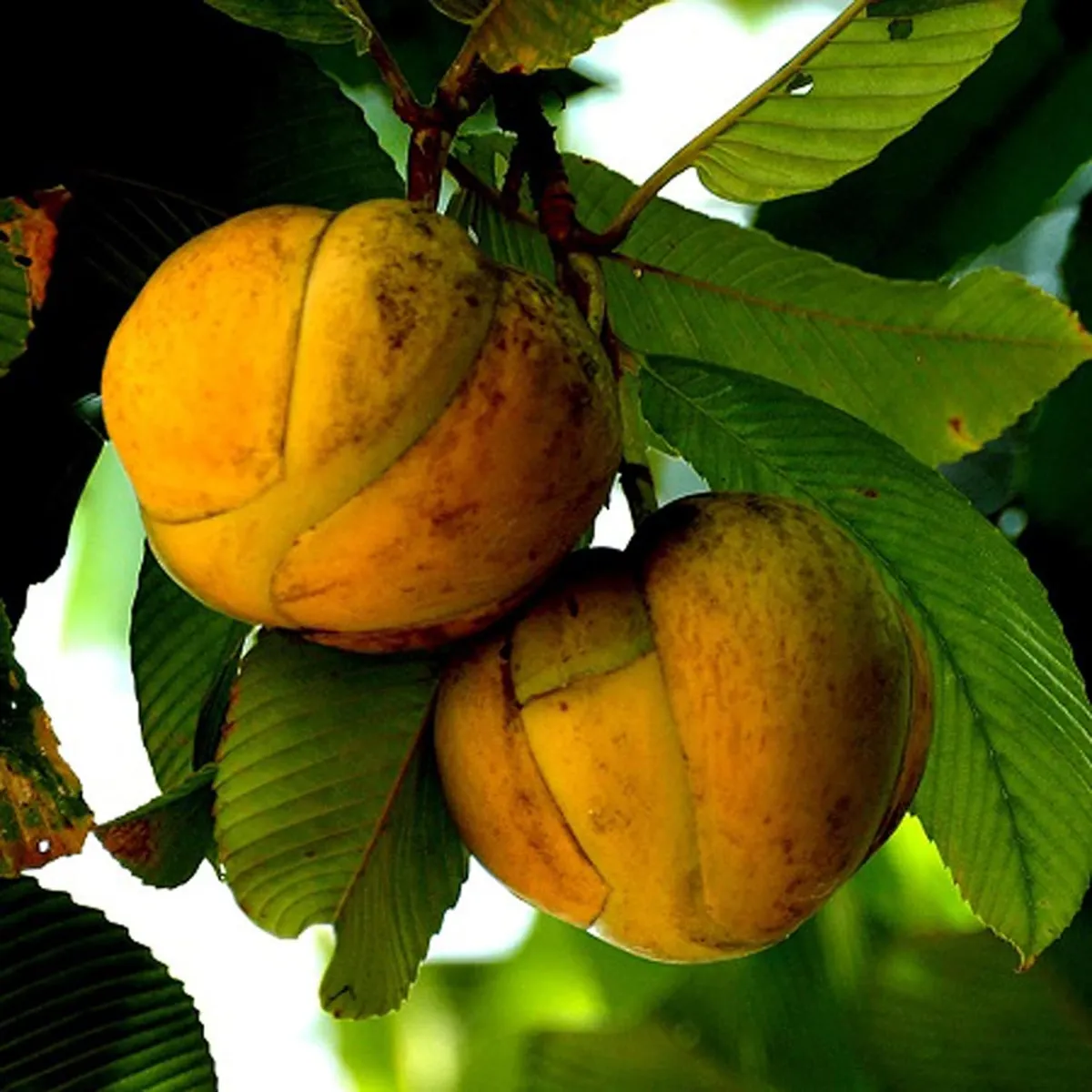 Elephant Apple Chalta Dillenia Indica Fruit Live Plant (1.5-3 Feet Height) - Image 3