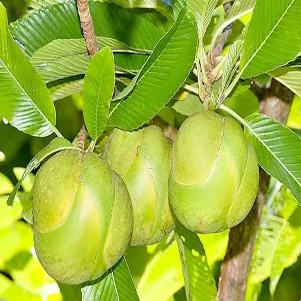 Elephant Apple Chalta Dillenia Indica Fruit Live Plant (1.5-3 Feet Height) - Image 5
