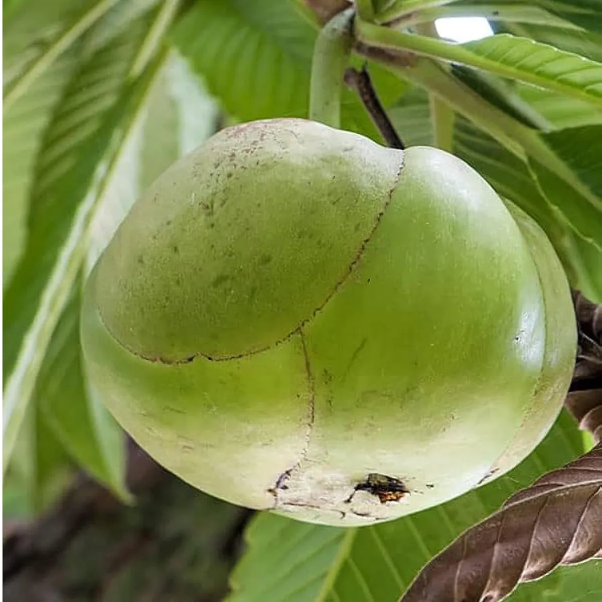 Elephant Apple Chalta Dillenia Indica Fruit Live Plant (1.5-3 Feet Height) - Image 2